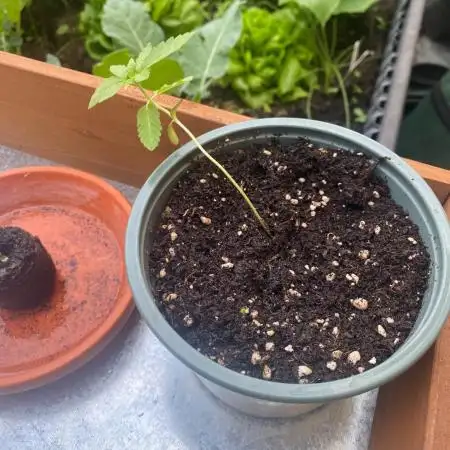 Outdoor to Indoor | Garlic Gas | GER