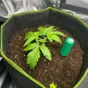 Sweet Cherry Kush | Living Soil | GER