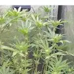 Led Indoor Grow Barneys Farm-Zamnesia