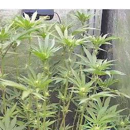 Led Indoor Grow Barneys Farm-Zamnesia