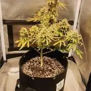 Ak auto Santos 013 CBJR