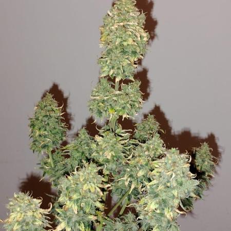 Ak auto Santos 013 CBJR