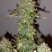 Ak auto Santos 013 CBJR