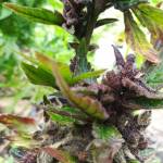 Outdoor Grow #1