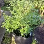 Purple Haze - 6/3/26