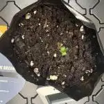 Blue Dream 10/22/25