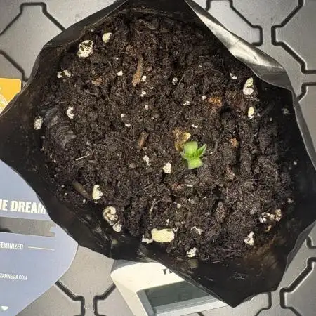 Blue Dream 10/22/25