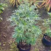 OG KUSH - 6/10/26