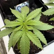 Hyper Vyper First Edition - 2/4/26