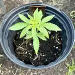 Silver Haze 5/28/25