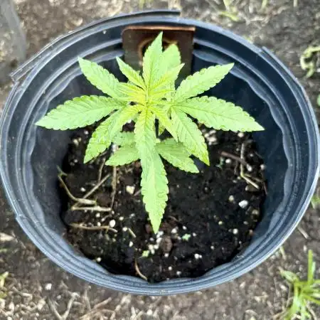 Silver Haze 5/28/25