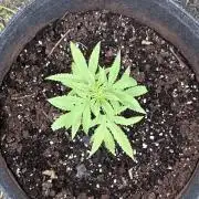 Purple Haze 10/27/25