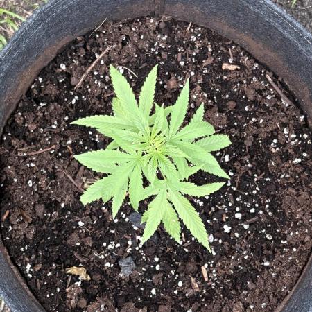 Purple Haze 10/27/25