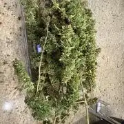 Cherry Pie 8/28/25