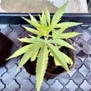 OG KUSH Clone