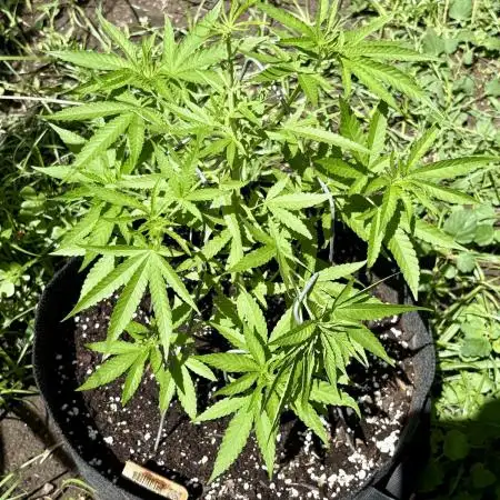 Silver Haze 5/28/25