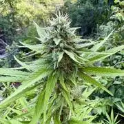 Purple Haze 10/27/25