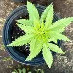 Cherry Pie 8/28/25