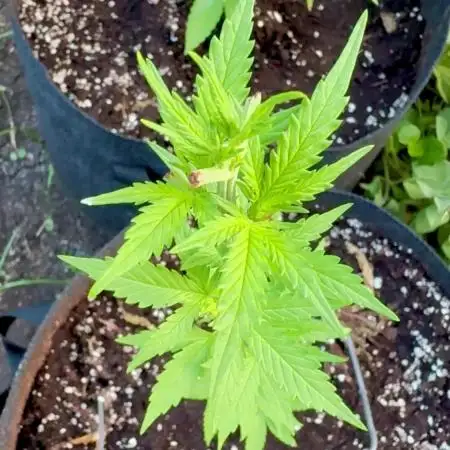 Cherry Pie 8/28/25