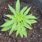 Silver Haze 5/28/25