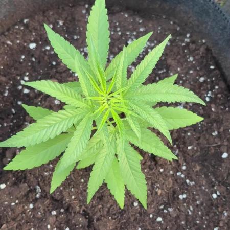 Silver Haze 5/28/25