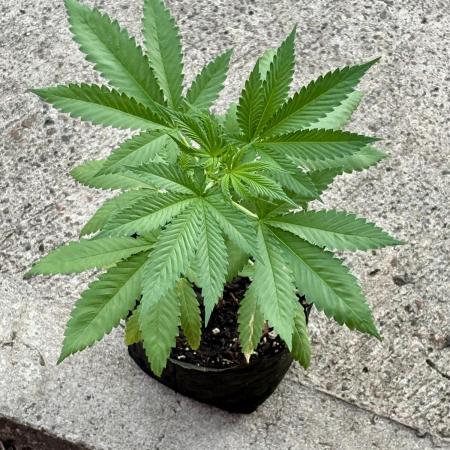 Blue Skunk - 4/12/26