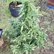 Blue Skunk - 4/12/26