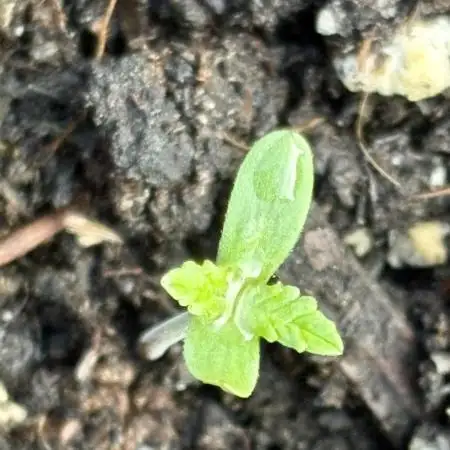 Cherry Pie 8/28/25