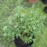 OG KUSH - 6/10/26