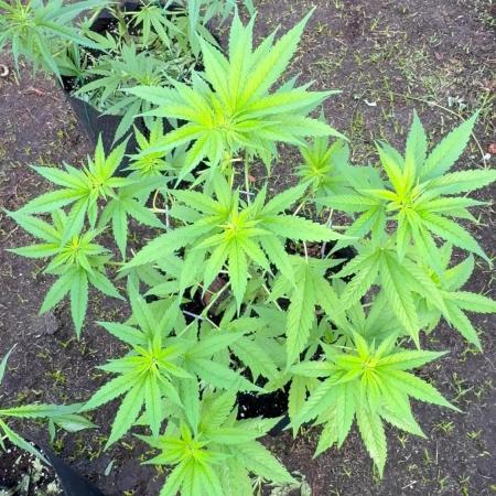 Skunk 5/22/25
