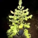 Skunk 5/22/25