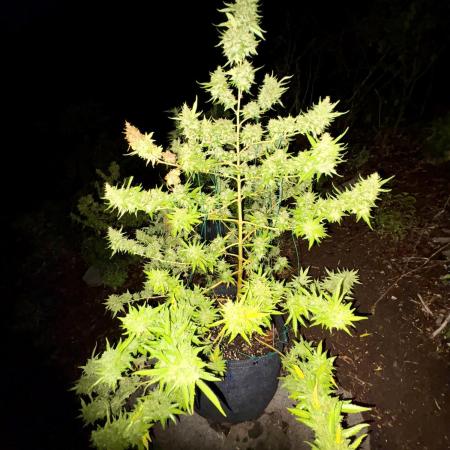 Skunk 5/22/25