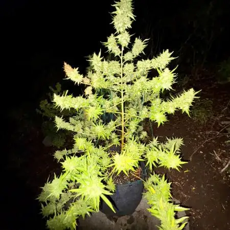 Skunk 5/22/25