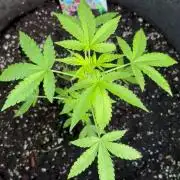 Dutch Treat - 1/7/26