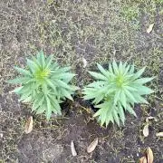 Purple Haze - 6/3/26