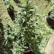 Blue Skunk - 4/12/26