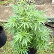 OG KUSH - 6/10/26
