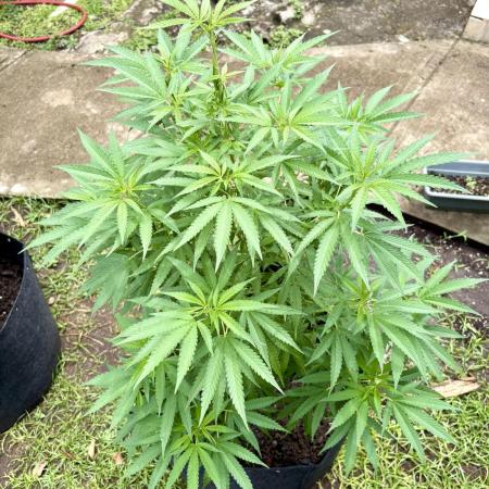 OG KUSH - 6/10/26