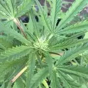OG KUSH - 6/10/26