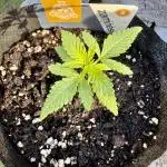 Purple Haze 10/27/25