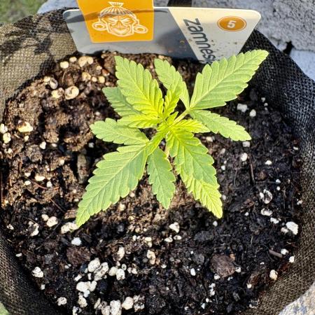 Purple Haze 10/27/25