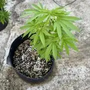 Purple Haze 10/27/25