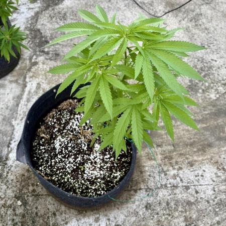 Purple Haze 10/27/25