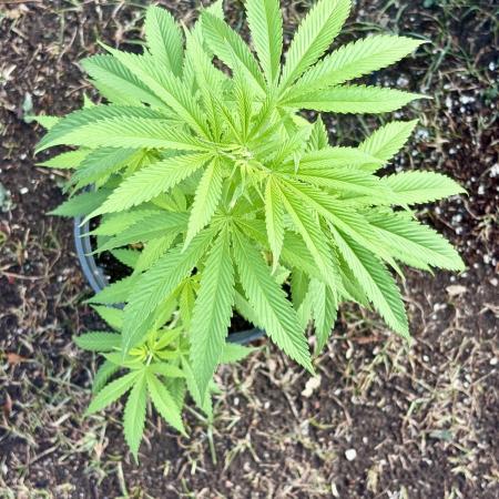 Blue Skunk - 4/12/26