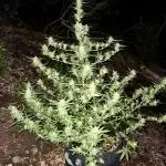Skunk 5/22/25
