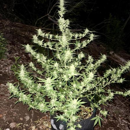 Skunk 5/22/25