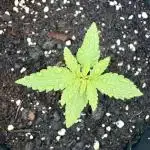 Blue Dream 8/25/25