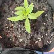 Purple Haze - 6/3/26