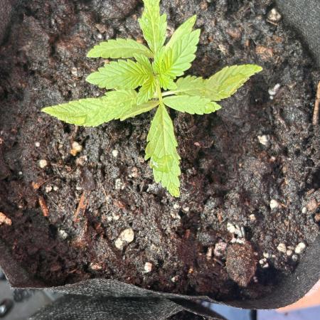 Purple Haze - 6/3/26