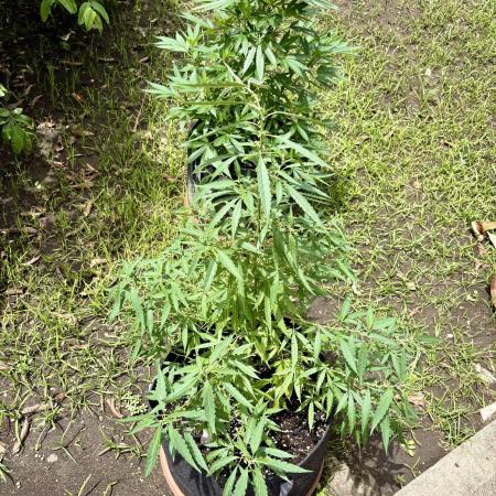 Skunk #1 - 4/20/26